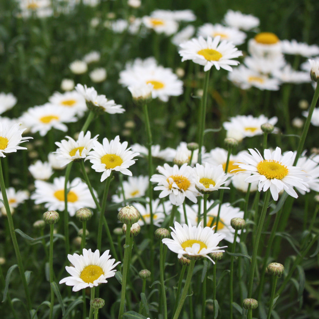 Leucanthemum × superbum 'Lucille Chic' Shasta Daisy, 1 Gallon Perennials