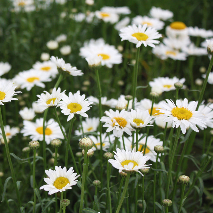 Leucanthemum × superbum 'Lucille Chic' Shasta Daisy, 1 Gallon Perennials