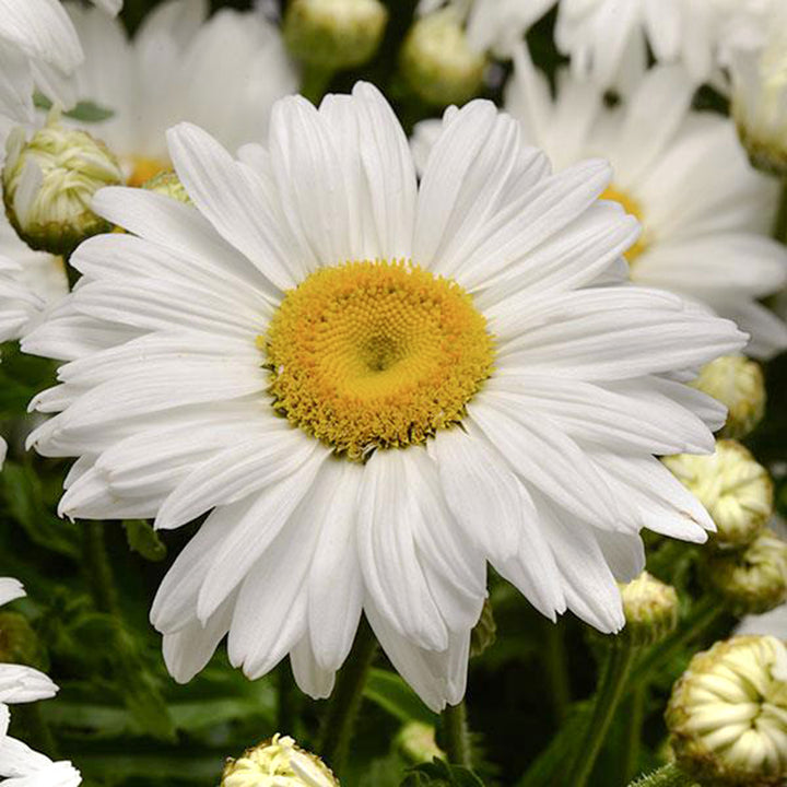 Al's Garden & Home 'White Magic' Shasta Daisy (Leucanthemum), 1 Gallon perennial