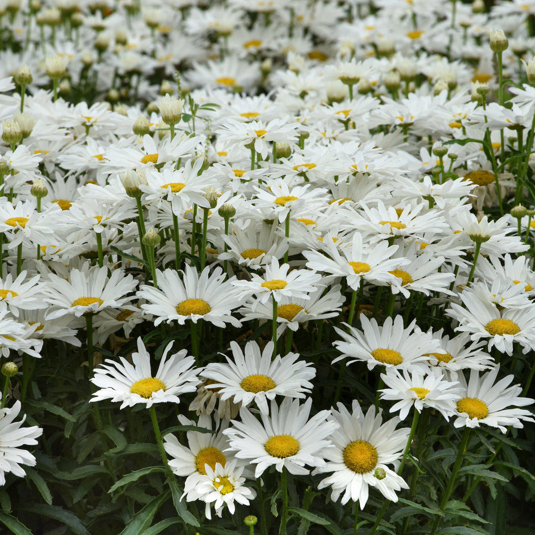 Leucanthemum x superbum 'Whitecap' PP33605 Shasta Daisy, 1 Gallon Perennials