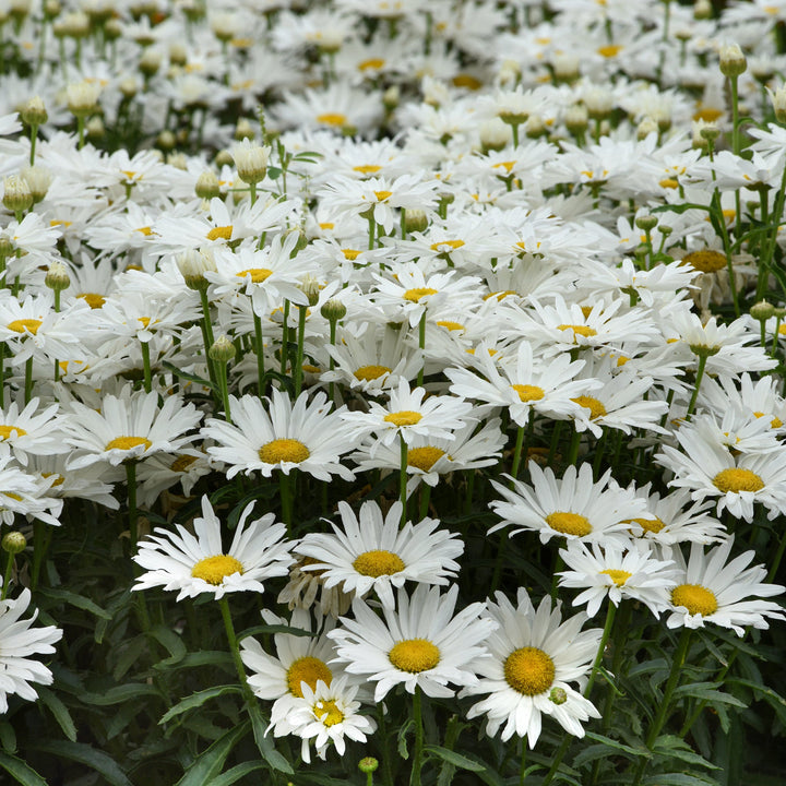 Leucanthemum x superbum 'Whitecap' PP33605 Shasta Daisy, 1 Gallon Perennials
