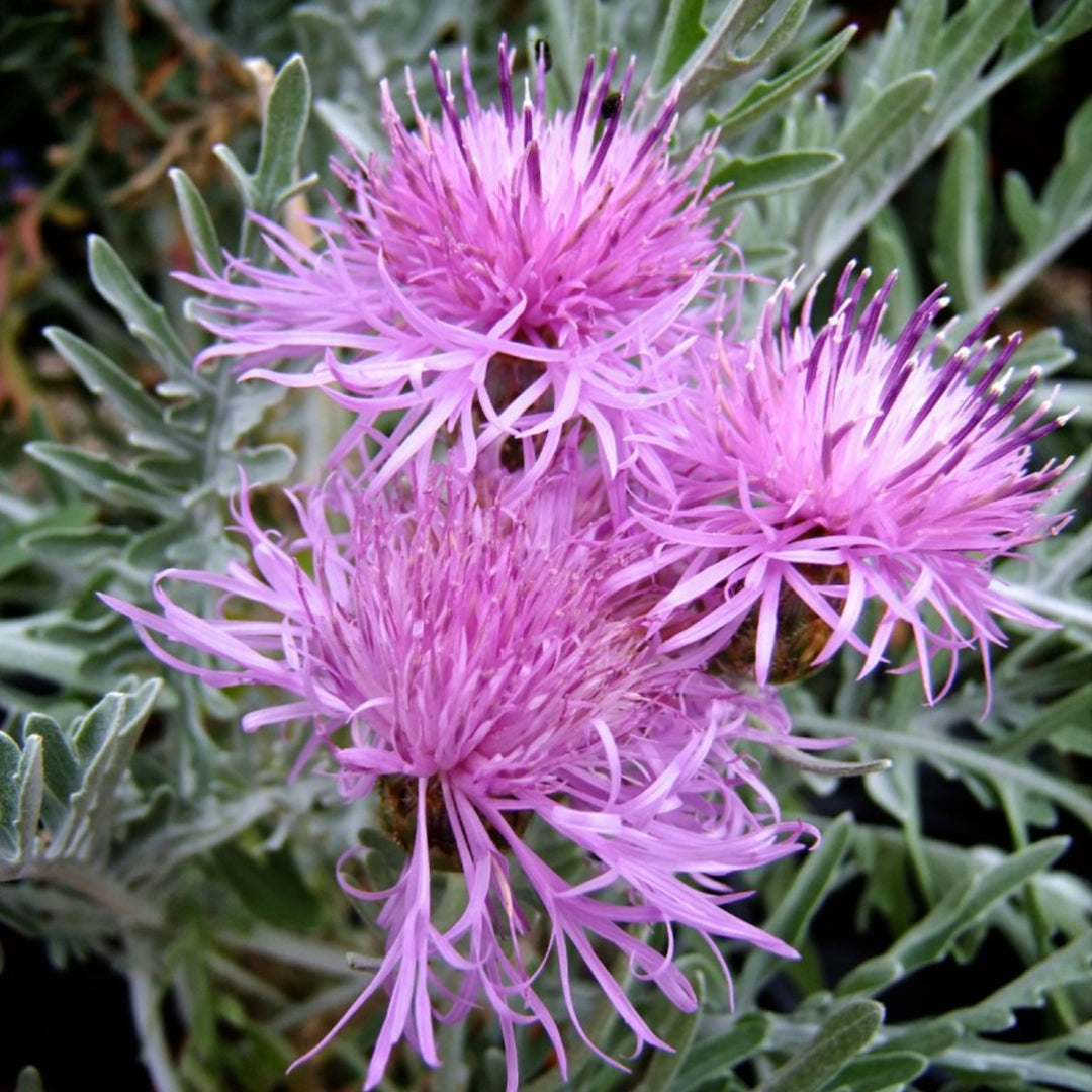 Centaurea montana 'Silver Feather' Bachelor's Button, 1 Gallon Perennials