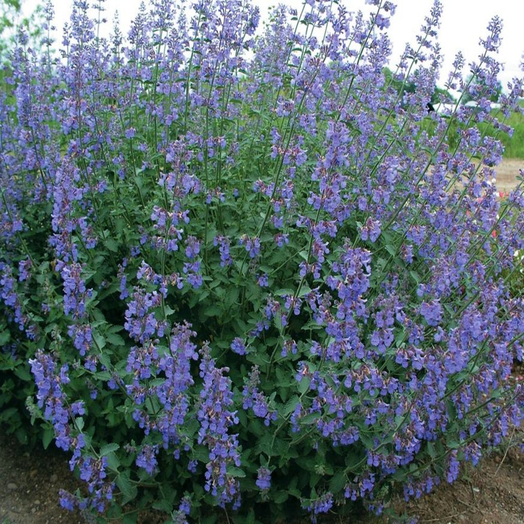 Nepeta faassenii 'Six Hills Giant' Catmint, 1 Gallon Perennials