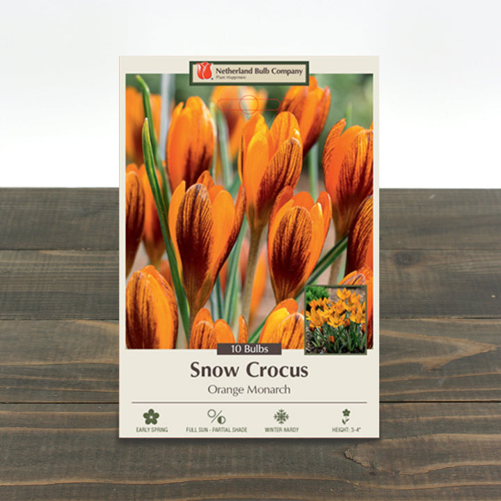 Snow Crocus Orange Monarch