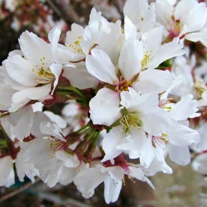 Prunus x snofozam Snow Fountain Weeping Flowering Cherry, 15 Gallon Trees