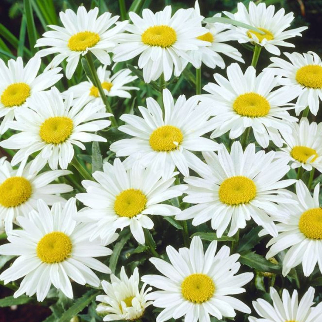 Leucanthemum × superbum 'Snowcap' Shasta Daisy, 1 Gallon Perennials