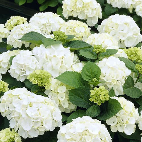 Hydrangea macrophylla 'Soeur Therese' Mophead Hydrangea, 2 Gallon Shrubs