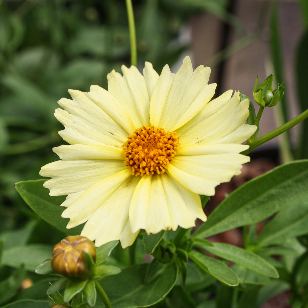 Coreopsis grandiflora 'Glow' Large-Flowered Coreopsis, 1 Gallon Perennials