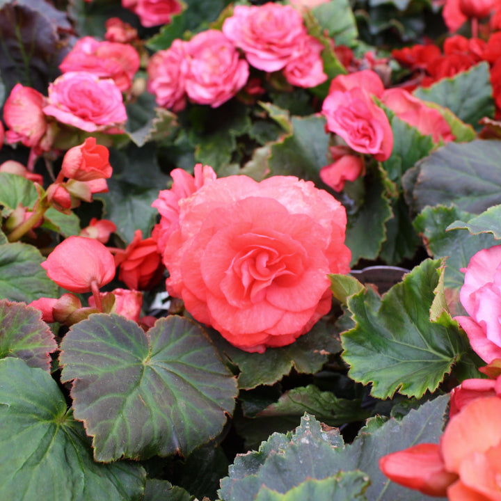 Begonia x 'Solar Mix' Begonia, 1 Quart Annuals