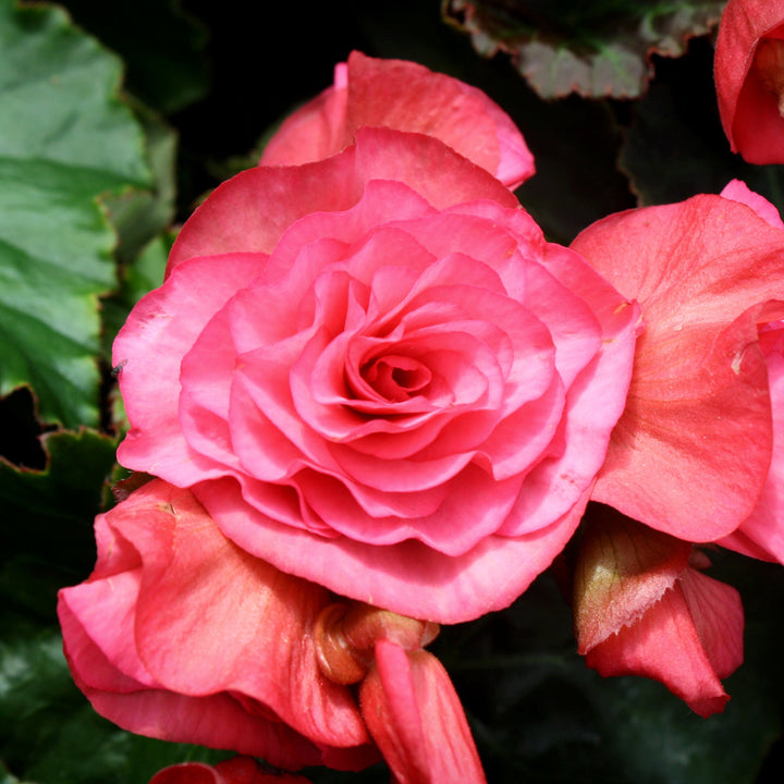 Begonia x 'Solar Mix' Begonia, 1 Quart Annuals