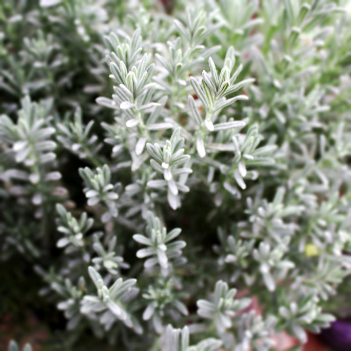 Lavandula stoechas 'Anouk Deluxe 901' Spanish Lavender, 1 Quart Perennials