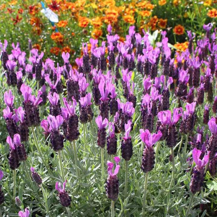 Lavandula stoechas 'La Diva Big Night' Spanish Lavender, 12 Inch Perennials