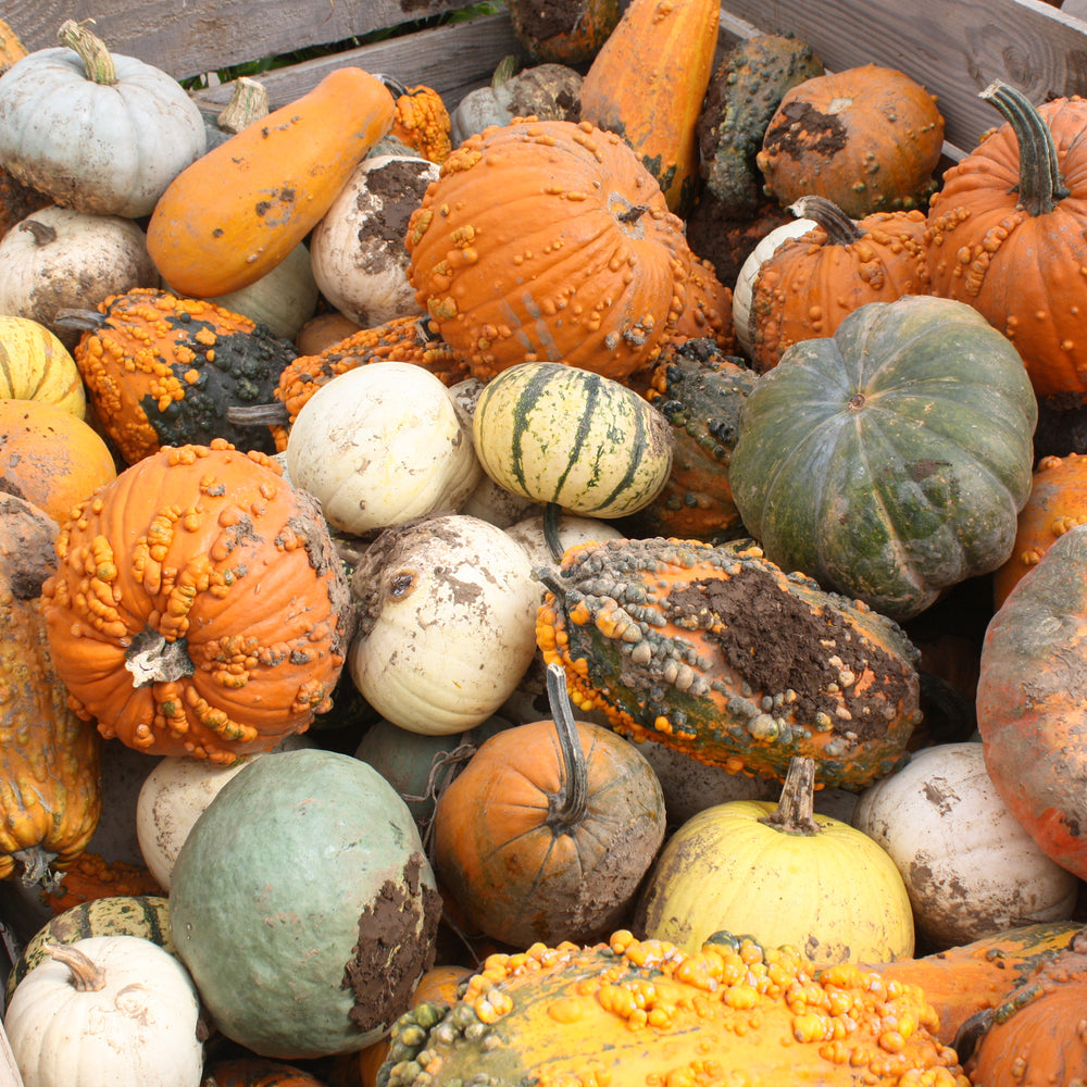 Al's Garden & Home Specialty Pumpkin