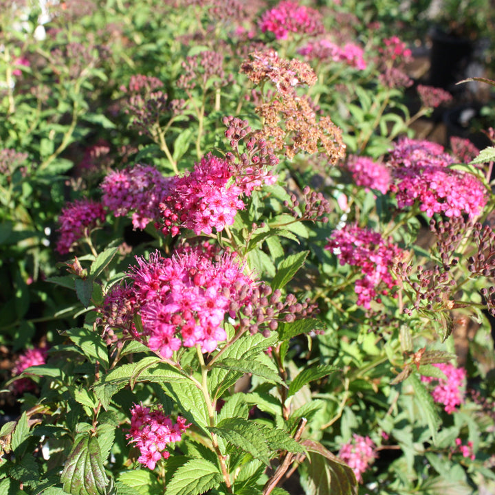 Spirea x bumalda 'Anthony Waterer' Bumalda Spiraea, 1 Gallon Shrubs