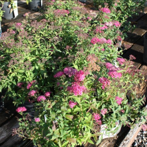 Spirea x bumalda 'Anthony Waterer' Bumalda Spiraea, 1 Gallon Shrubs