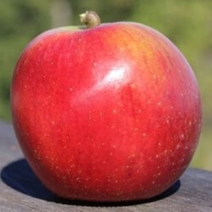 Malus domestica 'Spitzenberg' Semi-Dwarf Apple, Bare Root Apple Tree, Tree