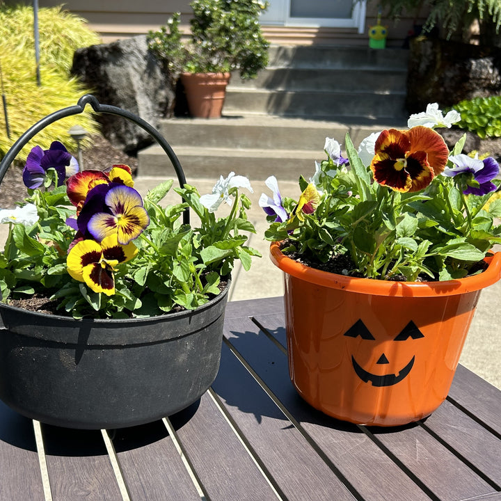 Sherwood Kids’ Club: Spooky Season Planters