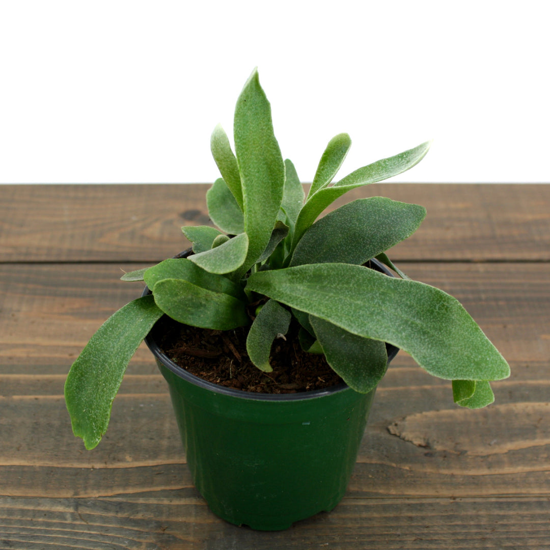 Platycerium bifrucatum Staghorn Fern, 4 Inch Houseplants