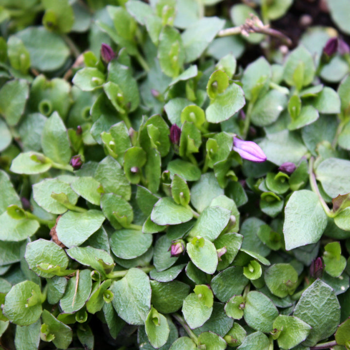 Pratia pedunculata 'County Park' Star Creeper, 1 Quart Perennials