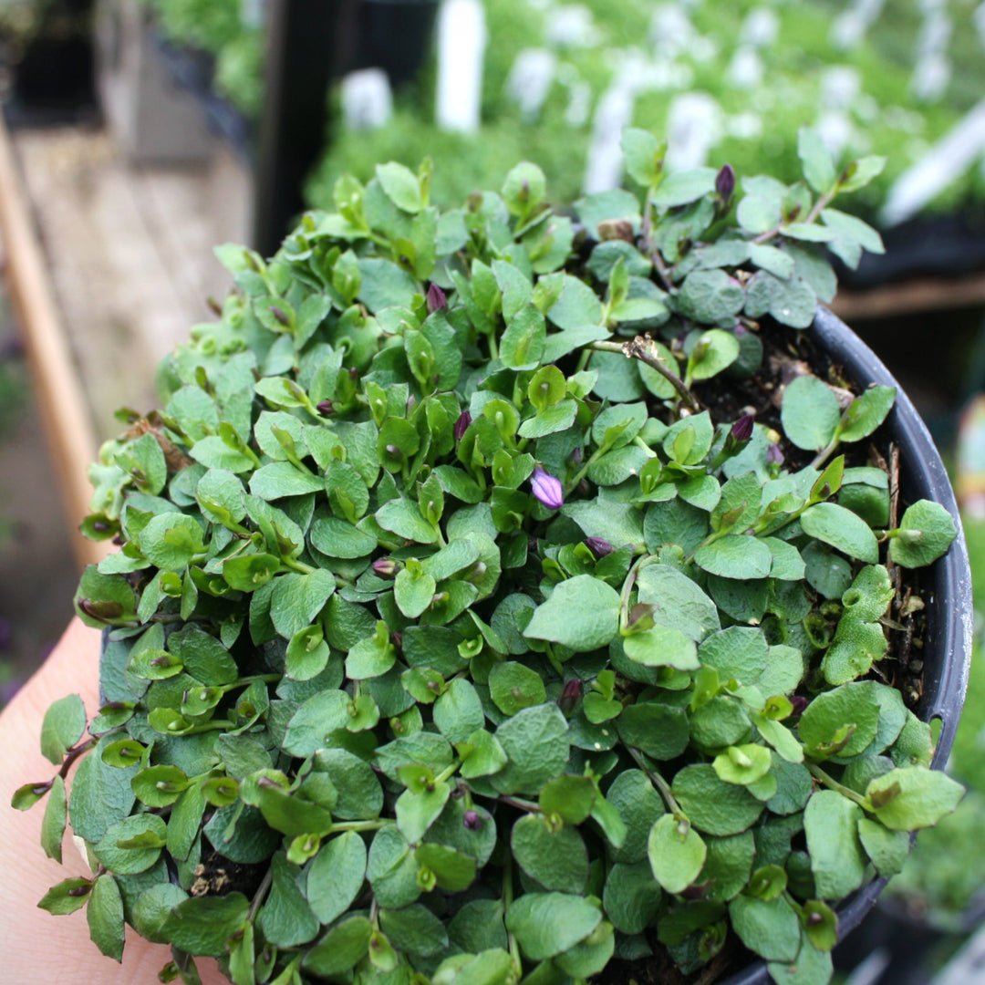 Pratia pedunculata 'County Park' Star Creeper, 1 Quart Perennials