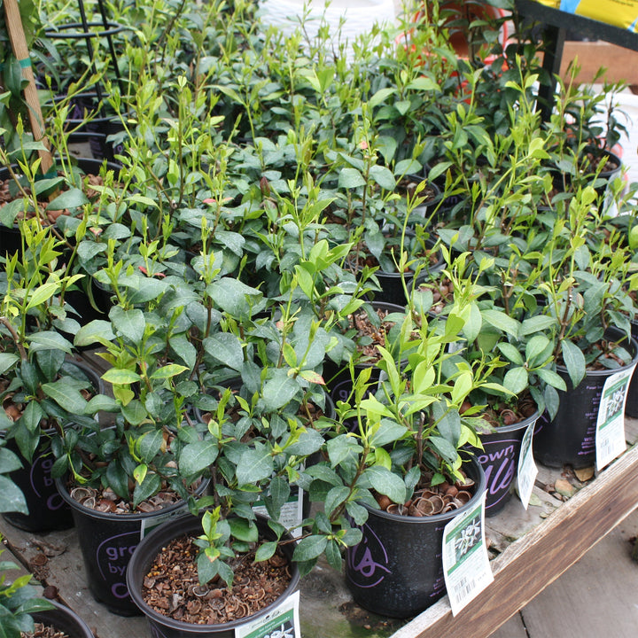 Trachelospermum jasminoides Star Jasmine, 1 Gallon Vines