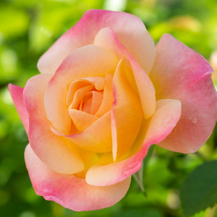 Star® Roses - 'Bright & Shiny' Floribunda Rose