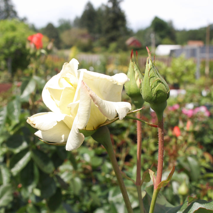 Hybrid Tea Rose - 'John F. Kennedy' Star® Roses