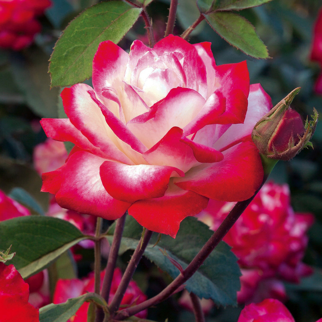 Star® Roses - 'Candy Cane Cocktail™' Floribunda Rose