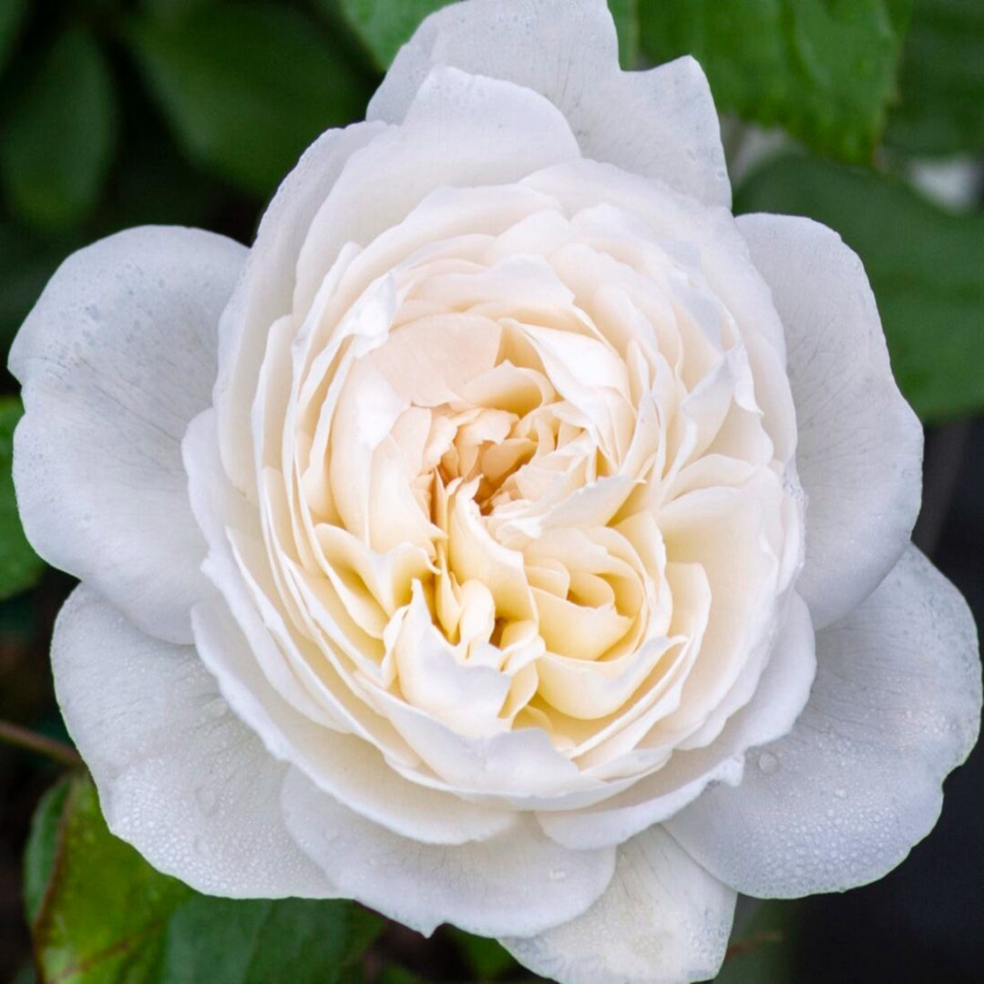 Rosa x 'Meidelweis' Floribunda Rose, 5 Gallon Shrubs