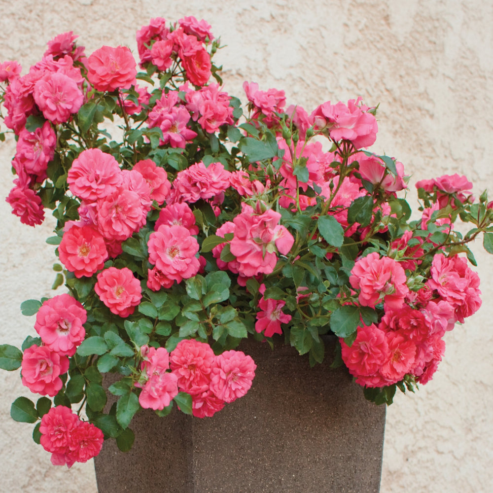 Rosa x 'Meldrifora' Groundcover Rose, 5 Gallon Shrubs