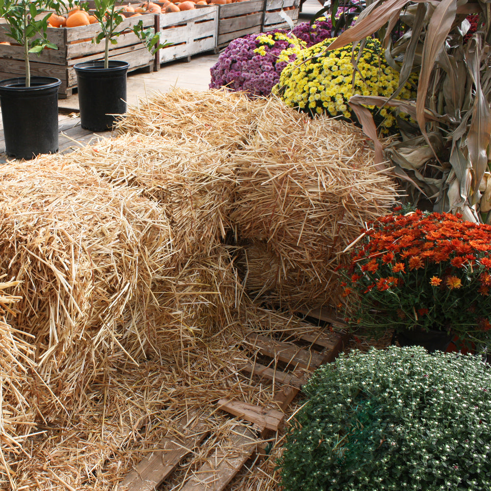 Al's Garden & Home Bale of Straw