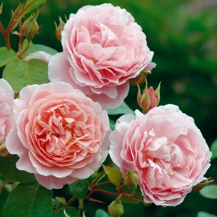 David Austin Rose - 'Strawberry Hill'