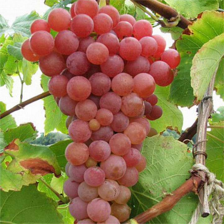 Vitis vinifera 'Suffolk Red' European Wine Grape, 2 Gallon Vines