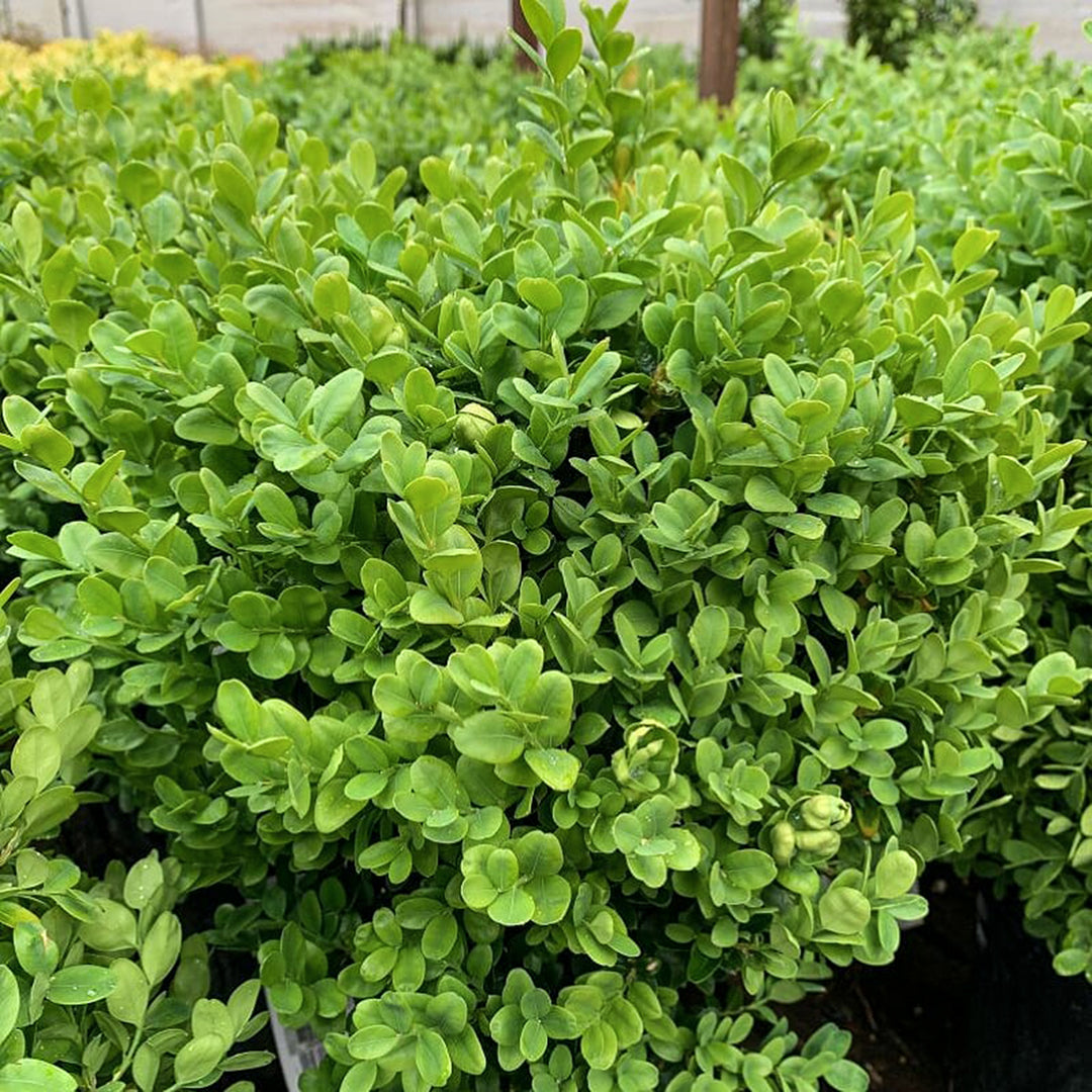 Buxus sempervirens 'Suffruticosa' Boxwood, Shrub