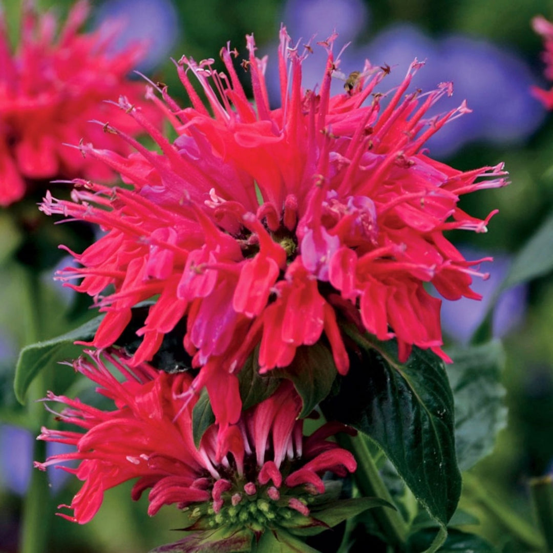 Monarda didyma 'Cherry Pops' PP27618 Bee Balm, 1 Gallon Perennials