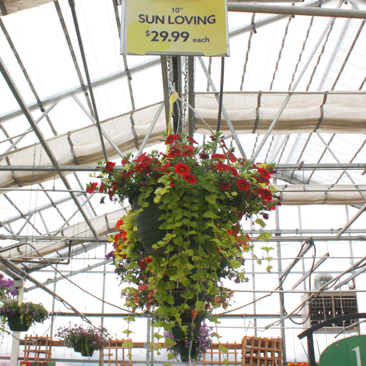 Spring Hanging Basket