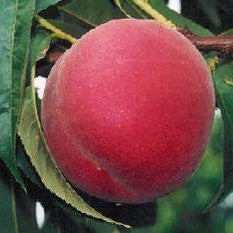 Prunus persica 'Suncrest' Semi-Dwarf Peach, Bare Root Peach Tree, Tree