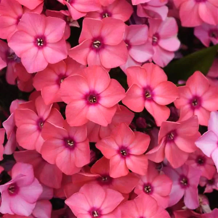 Phlox paniculata 'Balsukaco' PPAF Garden Phlox, 1 Gallon Perennials