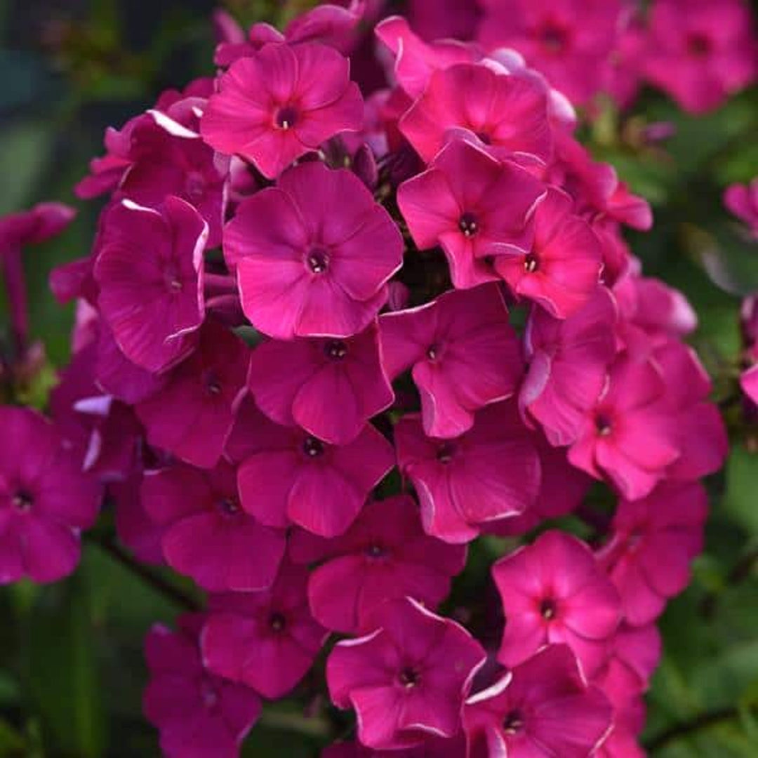 Phlox paniculata 'Balsukafus' Garden Phlox, 1 Gallon Perennials
