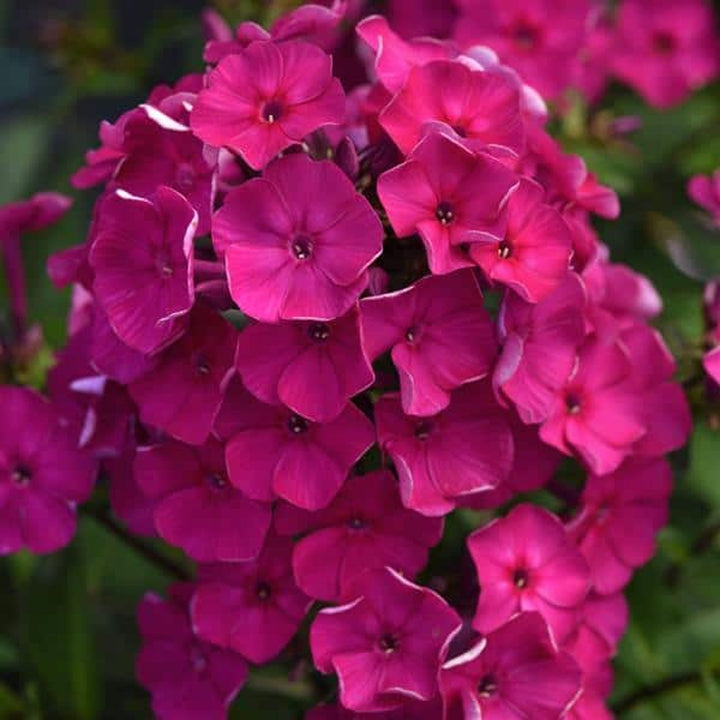 Phlox paniculata 'Balsukafus' Garden Phlox, 1 Gallon Perennials