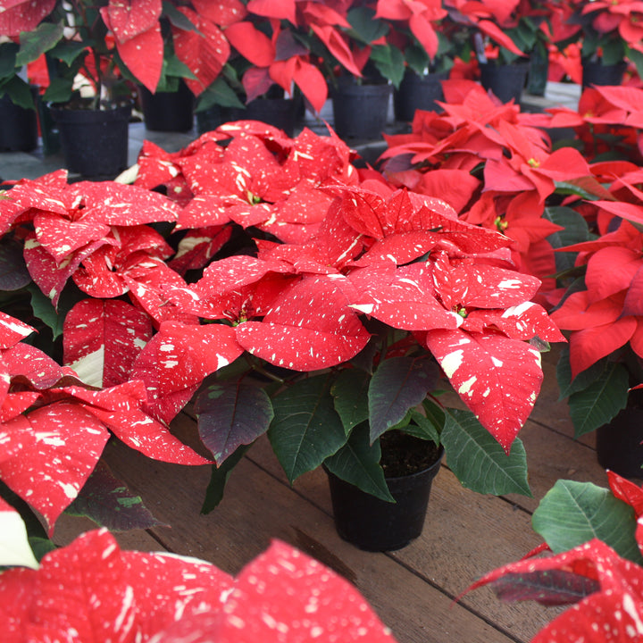 Poinsettia