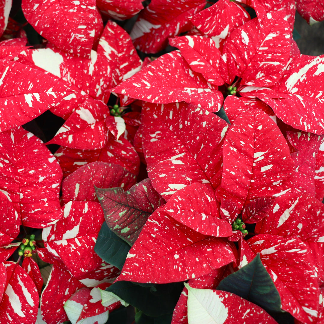 Euphorbia pulcherrima 'Superba New Glitter' Classic Poinsettia, 4 Inch Houseplants
