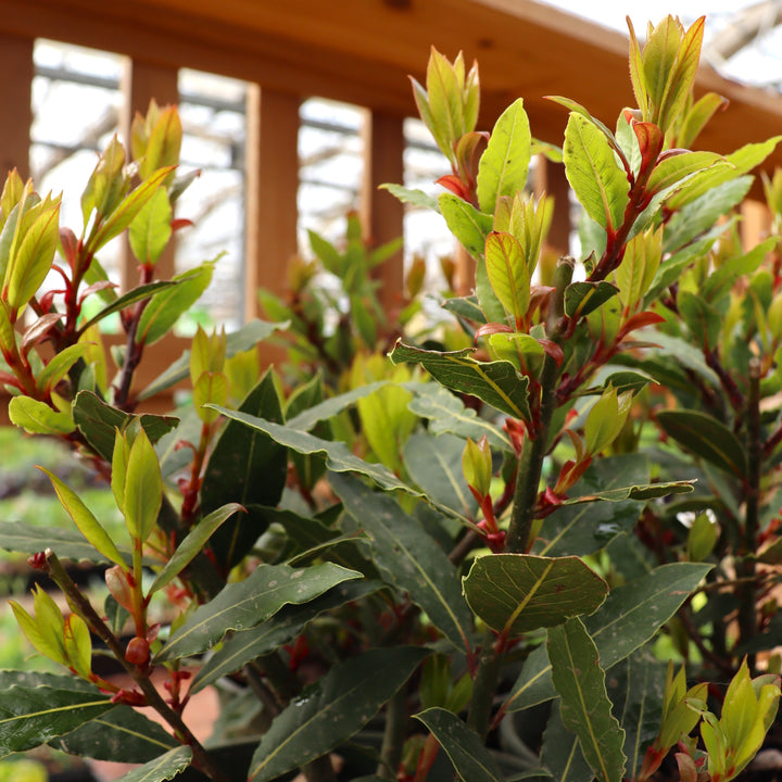 Sweet Bay Leaf