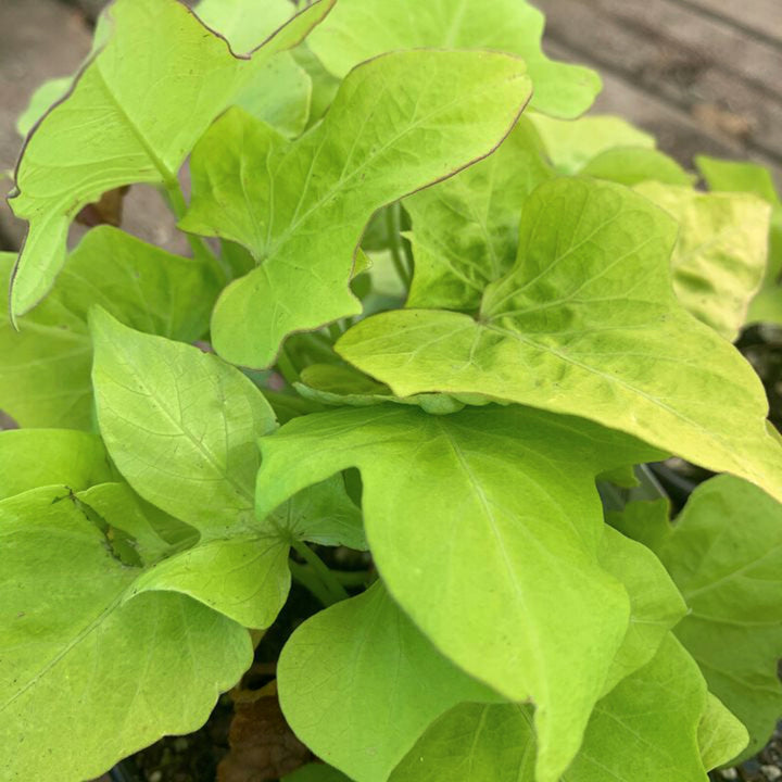 Ipomoea batatas 'Marguerite' Sweet Potato Vine, 1 Quart Annuals