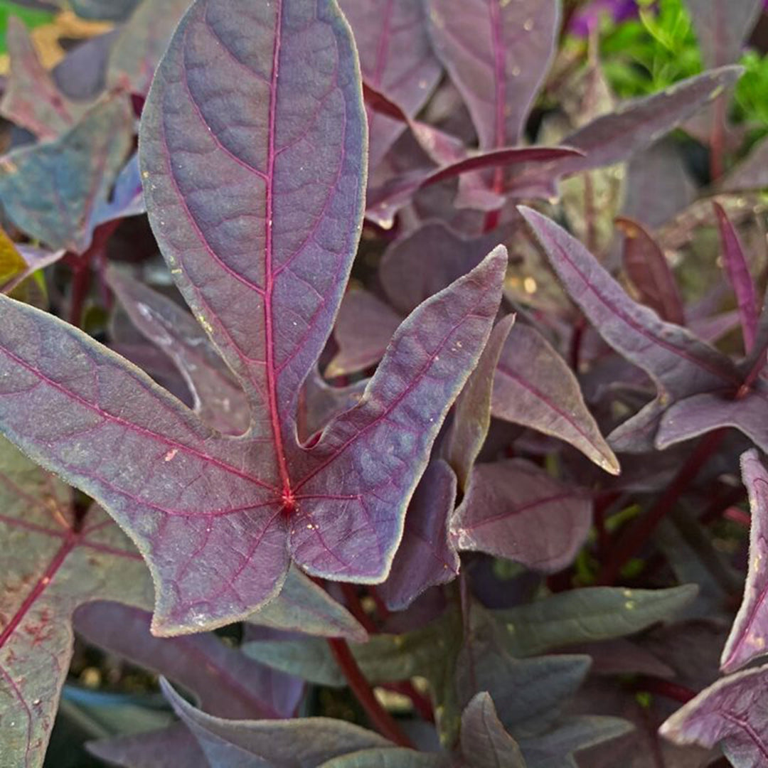 Ipomoea batatas 'Blackie' Sweet Potato Vine, 1 Quart Annuals