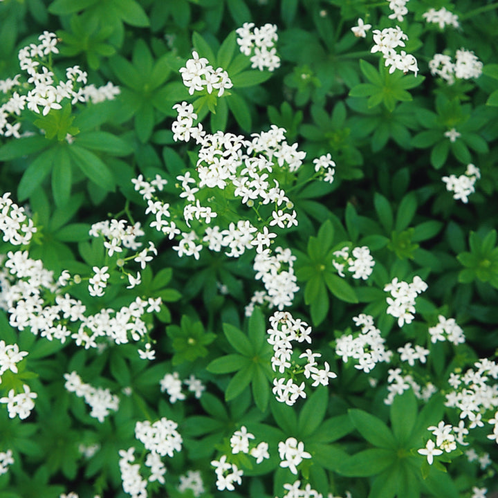 Galium odoratum Sweet Woodruff, 1 Quart Perennials