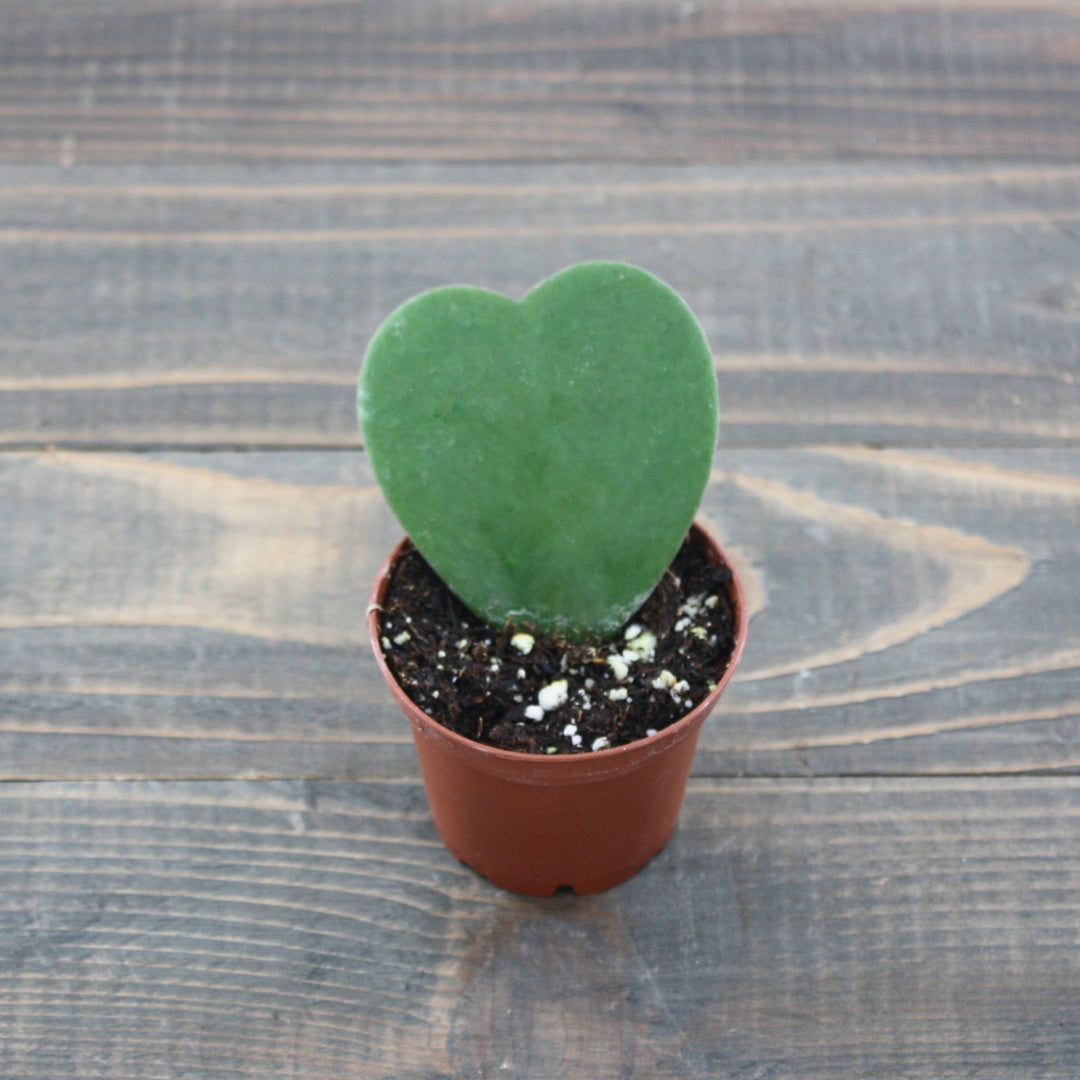 Hoya kerrii Sweetheart Hoya, 2 Inch Houseplants