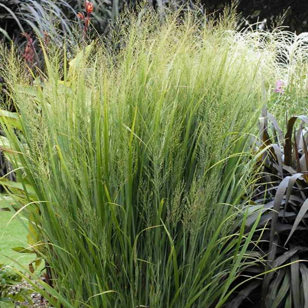 Panicum virgatum 'Northwind' Switch Grass, 2 Gallon Perennials