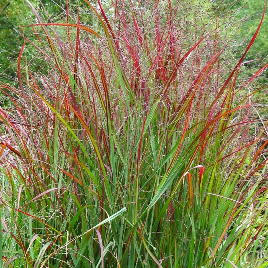 Panicum virgatum 'Shenandoah' Switch Grass, 1 Gallon Perennials