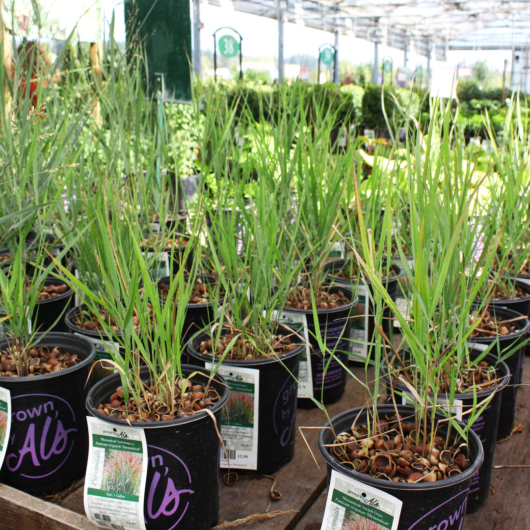 Panicum virgatum 'Shenandoah' Switch Grass, 1 Gallon Perennials